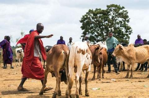 Actions ayant permis l'achat de vaches pour les familles Massaî