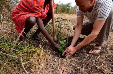 Actions de plantations d'arbres pour les Massaï
