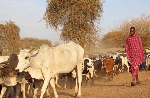 Achat de vaches pour les familles Massaï