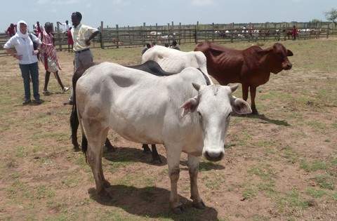 Achat de vaches pour les Massaï